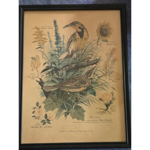 Arthur Singer Other - Arthur Singer Western Meadowlark State Birds Flowers Framed Lithograph Print 7